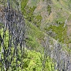 Plants: image 153 Of 180 Thumb